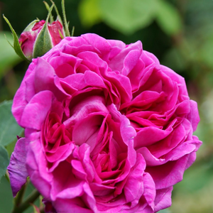 Crvena  - stara vrtna ruža 